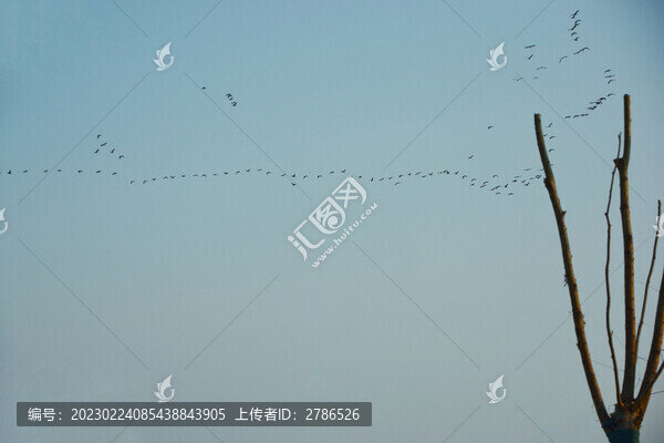 空曠天空大雁飛