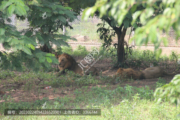 廣東東莞香市動(dòng)物園獅子