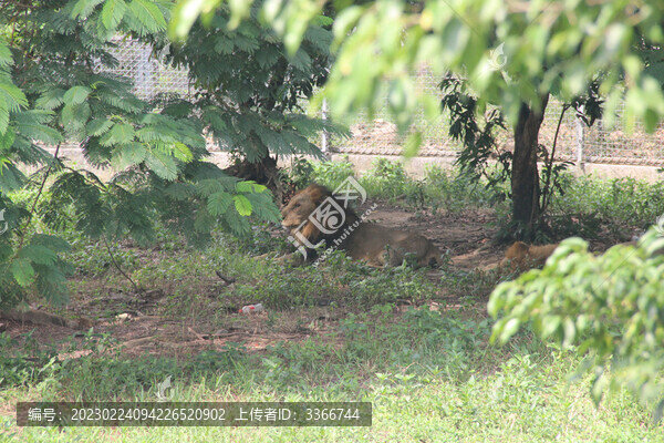 廣東東莞香市動(dòng)物園獅子