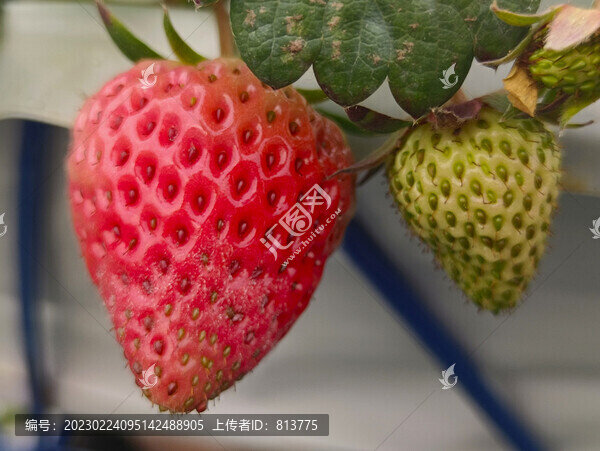 發(fā)霉草莓果
