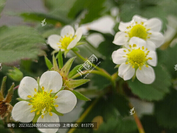 拍攝草莓花