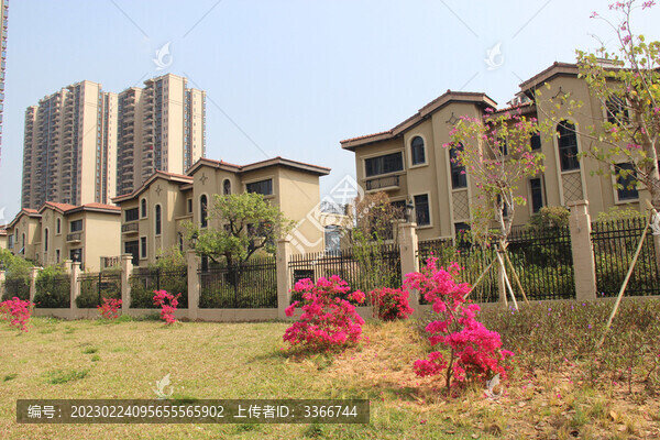 廣東東莞勒杜鵑