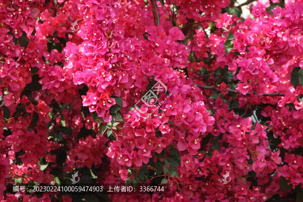 廣東東莞勒杜鵑