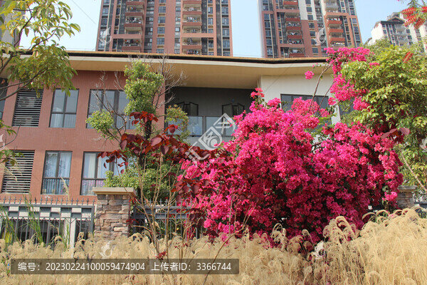 廣東東莞勒杜鵑