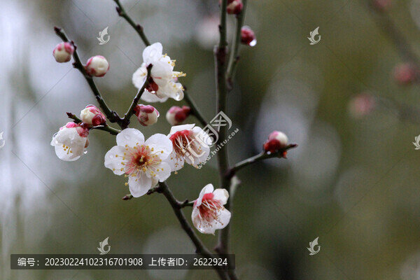 春雨潤(rùn)梅