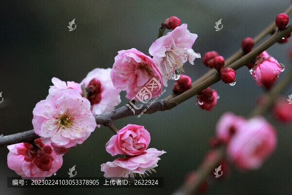 春雨潤(rùn)梅