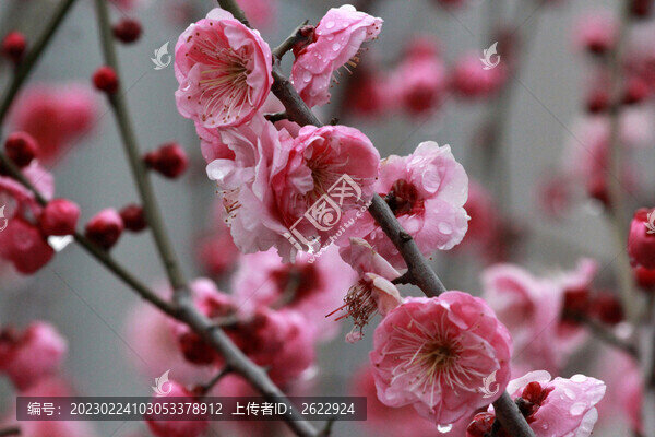 春雨潤(rùn)梅