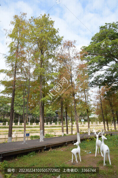 廣東東莞落羽杉