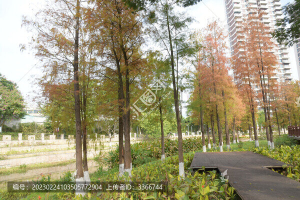 廣東東莞落羽杉