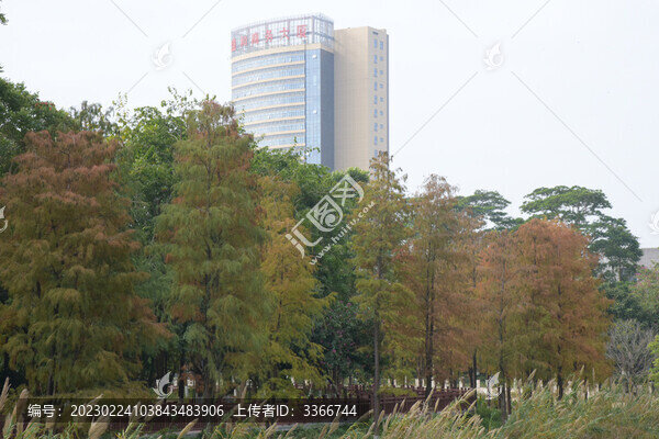 廣東東莞落羽杉