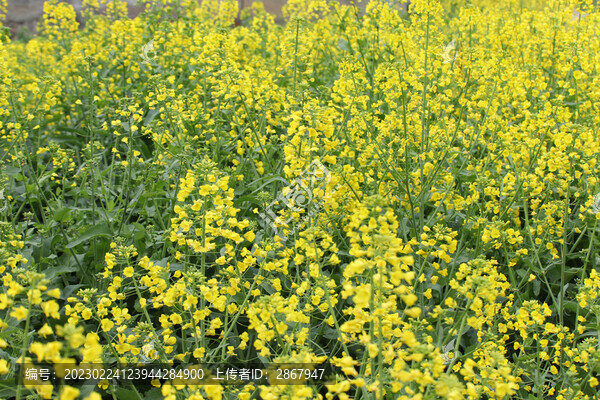 油菜花地