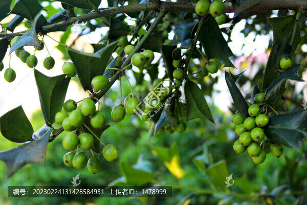 老鼠刺果