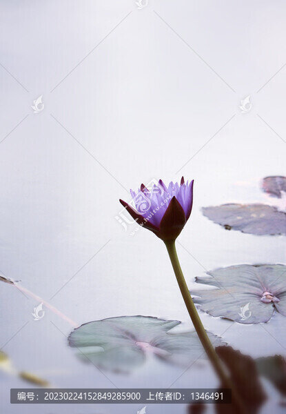 睡蓮出水蓮向往美好向上藍(lán)蓮花