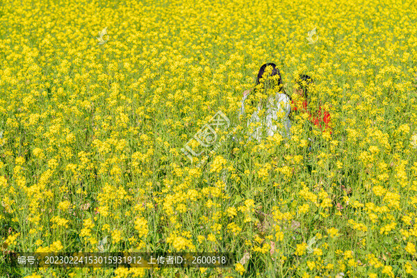 田園油菜花