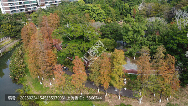 廣東東莞落羽杉航拍