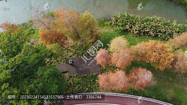 廣東東莞落羽杉航拍