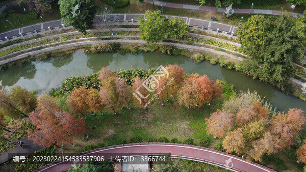 廣東東莞落羽杉航拍