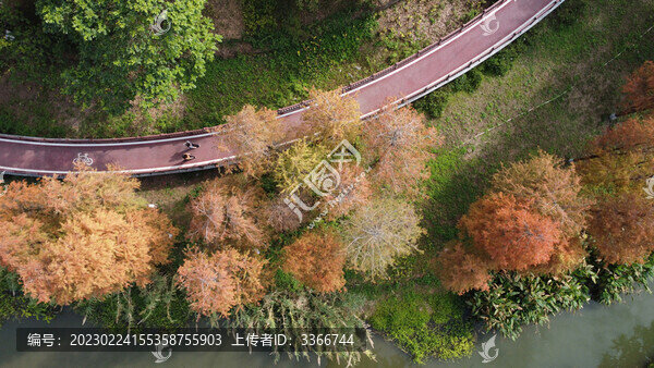 廣東東莞落羽杉航拍