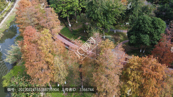 廣東東莞落羽杉航拍