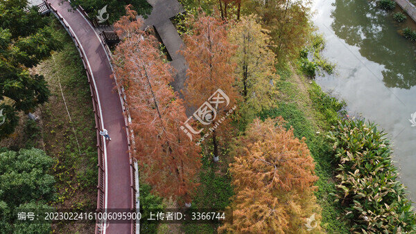 廣東東莞落羽杉航拍