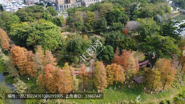 廣東東莞落羽杉航拍