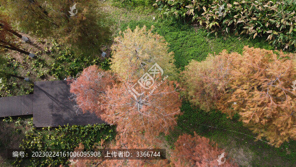 廣東東莞落羽杉航拍