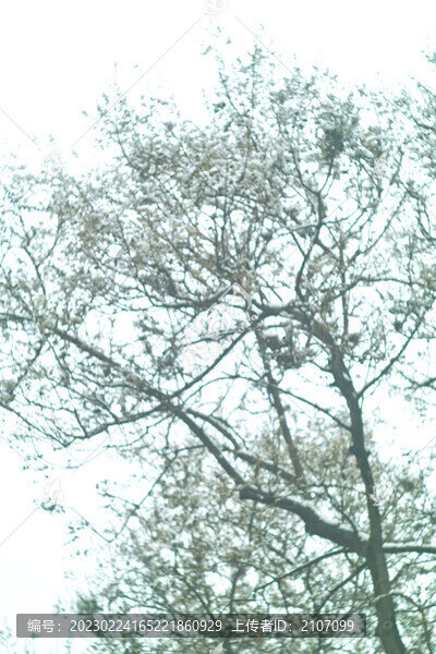 小區(qū)雪色