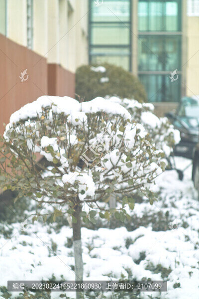 小區(qū)雪色