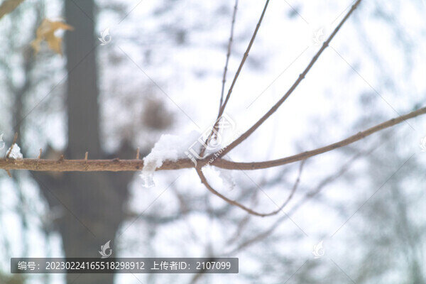 玉樹瓊枝