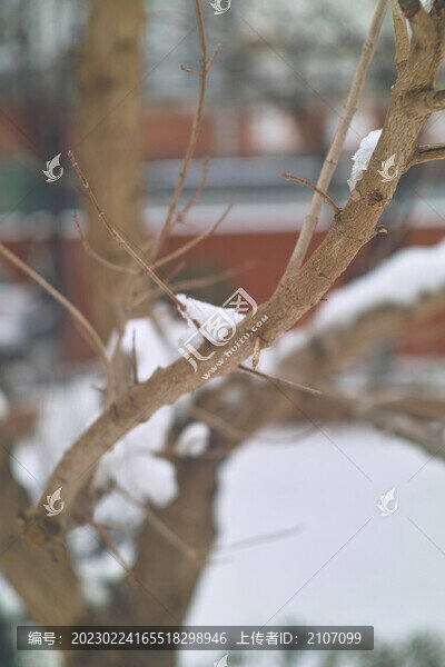 雪中樹枝
