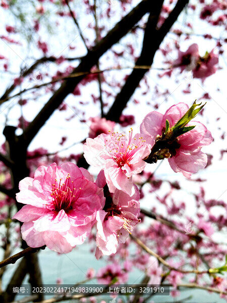 櫻花