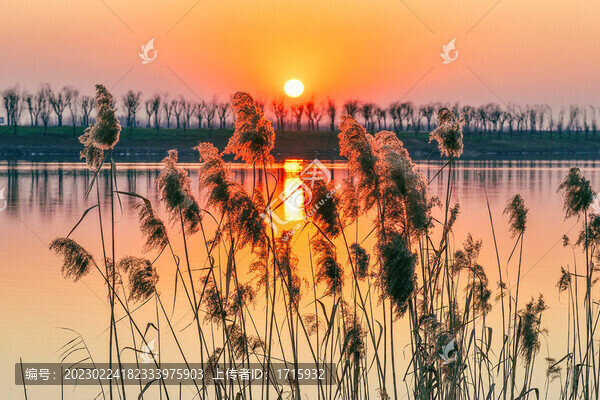 夕陽湖水蘆葦