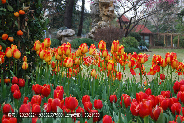 解放公園郁金香