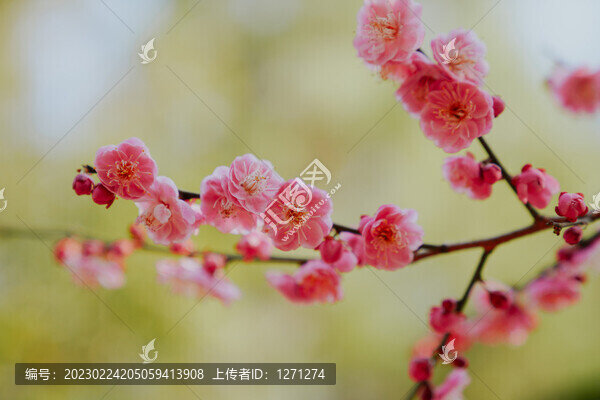 上海世紀(jì)公園梅花