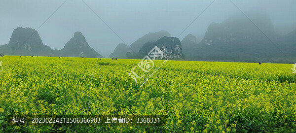 油菜花