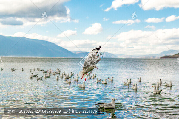 洱海海鷗