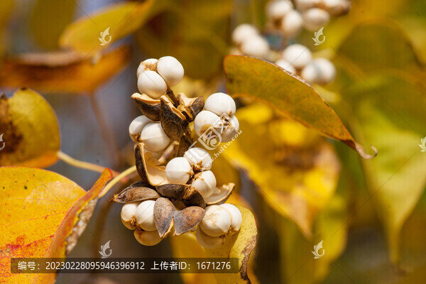 烏桕果