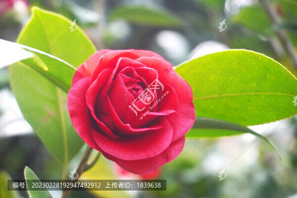 山茶花