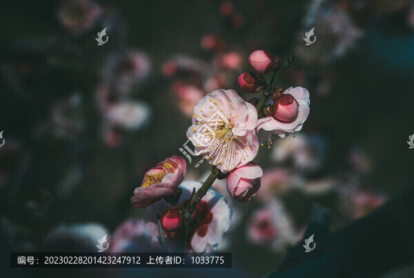 梅花