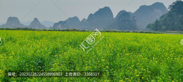 油菜花