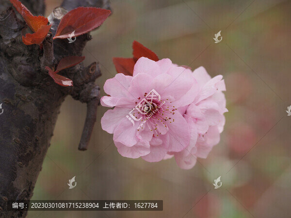 一朵櫻花