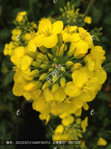 油菜花