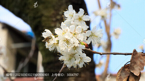 梨花