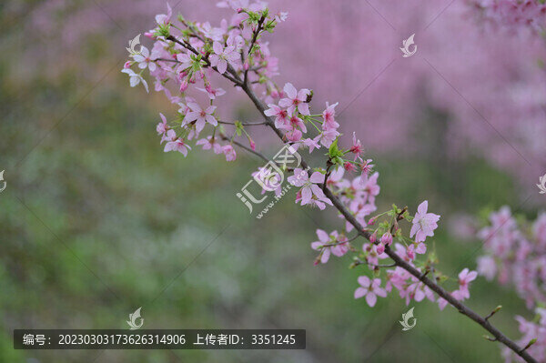 櫻花
