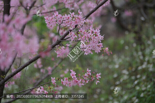 櫻花