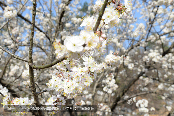 白櫻花