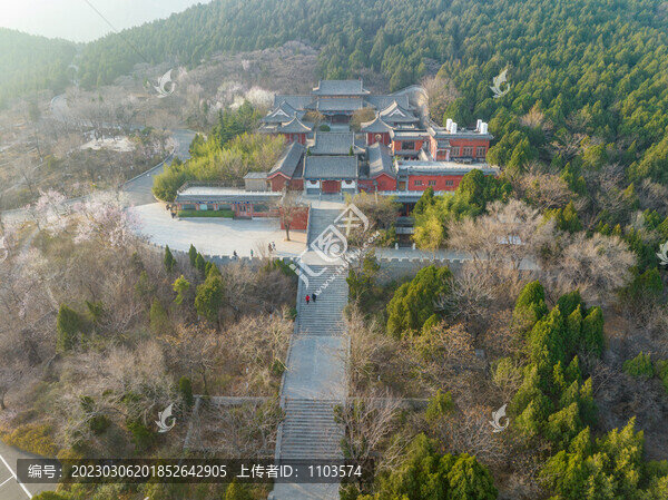 濟南千佛山的山桃花