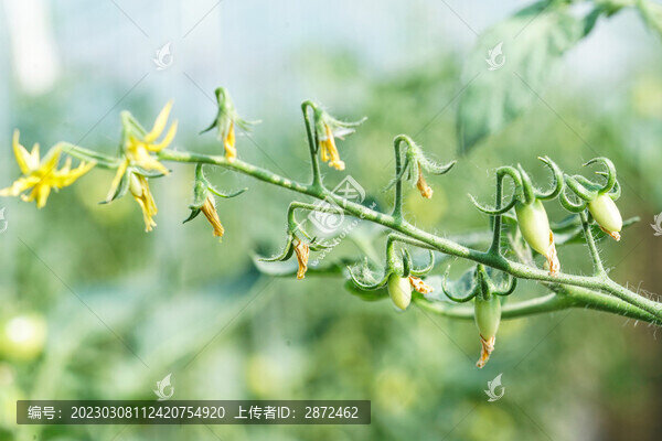 圣女果小西紅柿