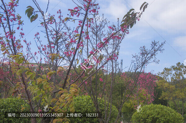 鐘花櫻桃樹木花枝