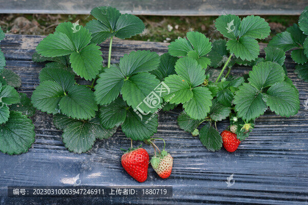 草莓
